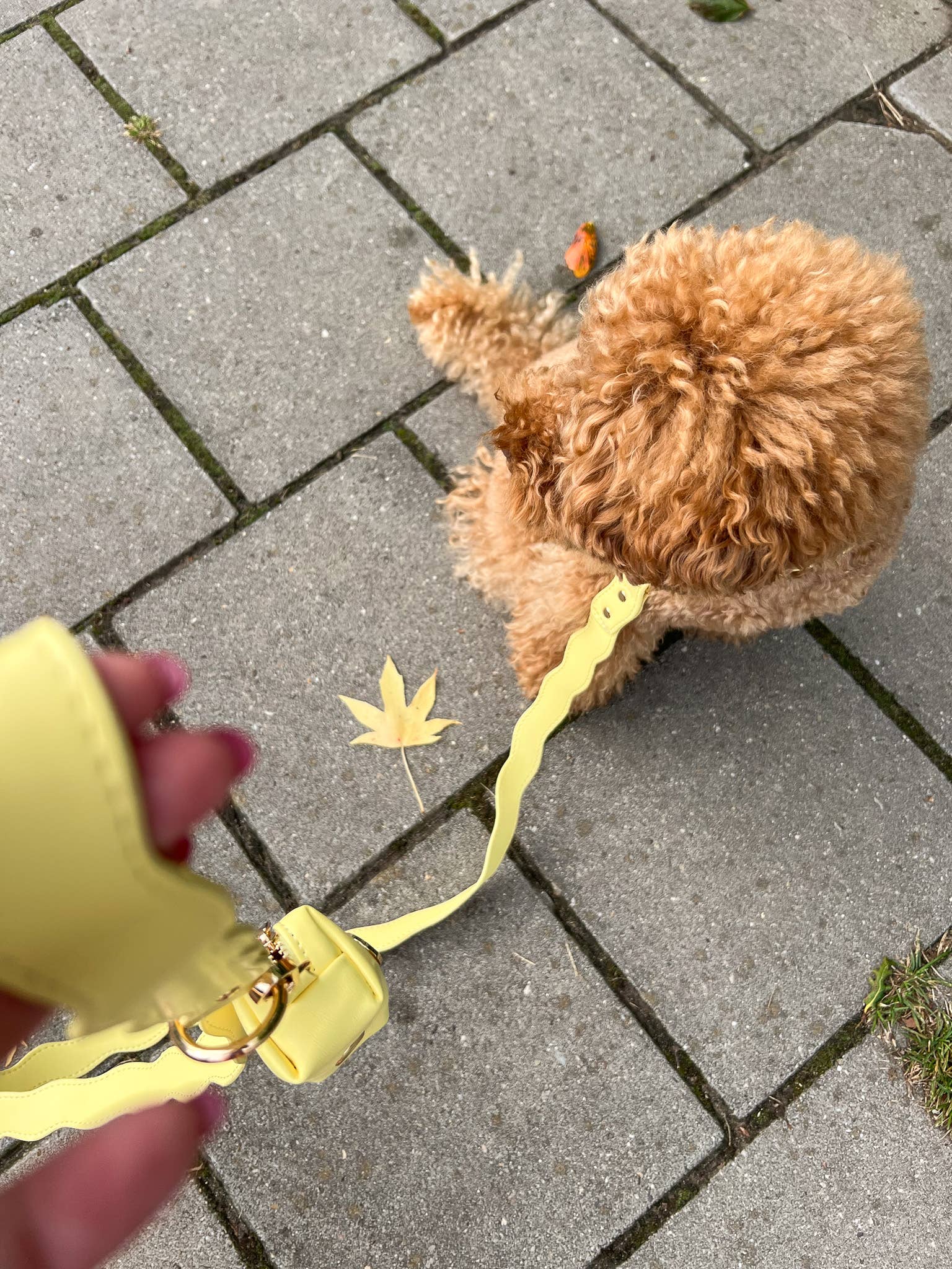 Wavy Lilo pavada - pasteļdzeltena