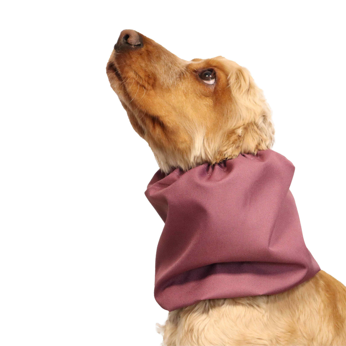 Ūdensizturīga suņu šalle (snood) | Acid Burgundy