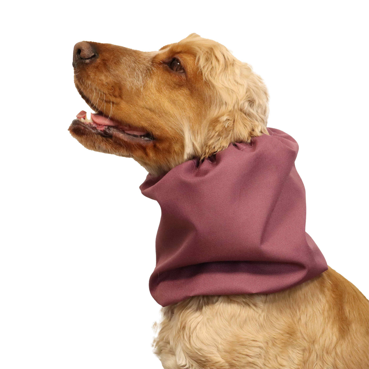 Ūdensizturīga suņu šalle (snood) | Acid Burgundy