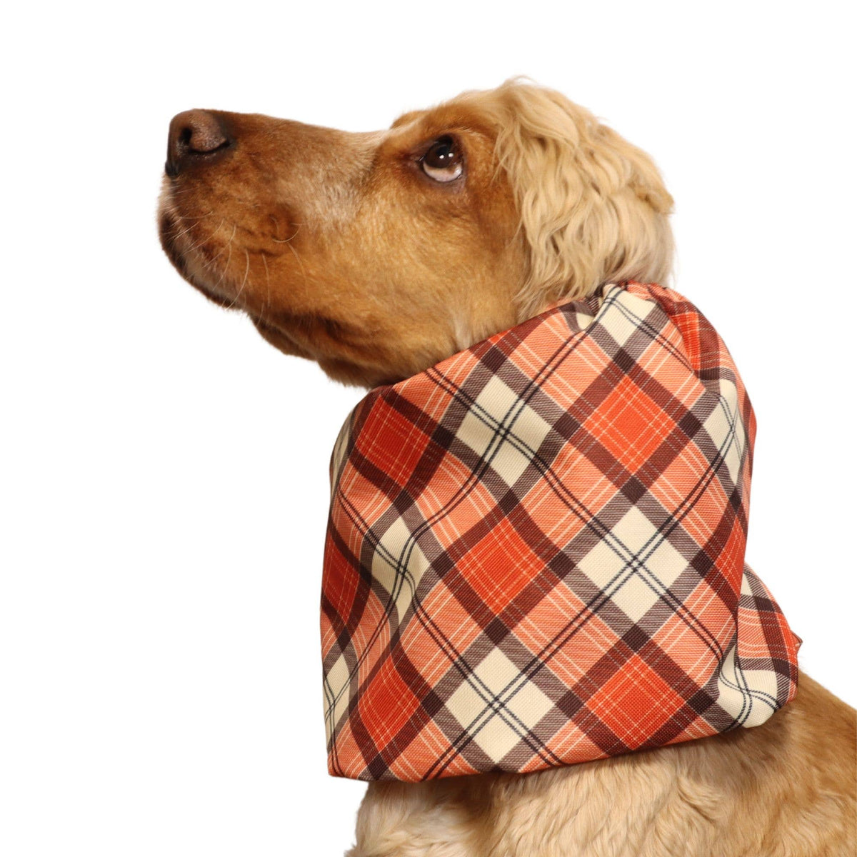 Ūdensizturīga suņu šalle (snood) | Copper Tartan