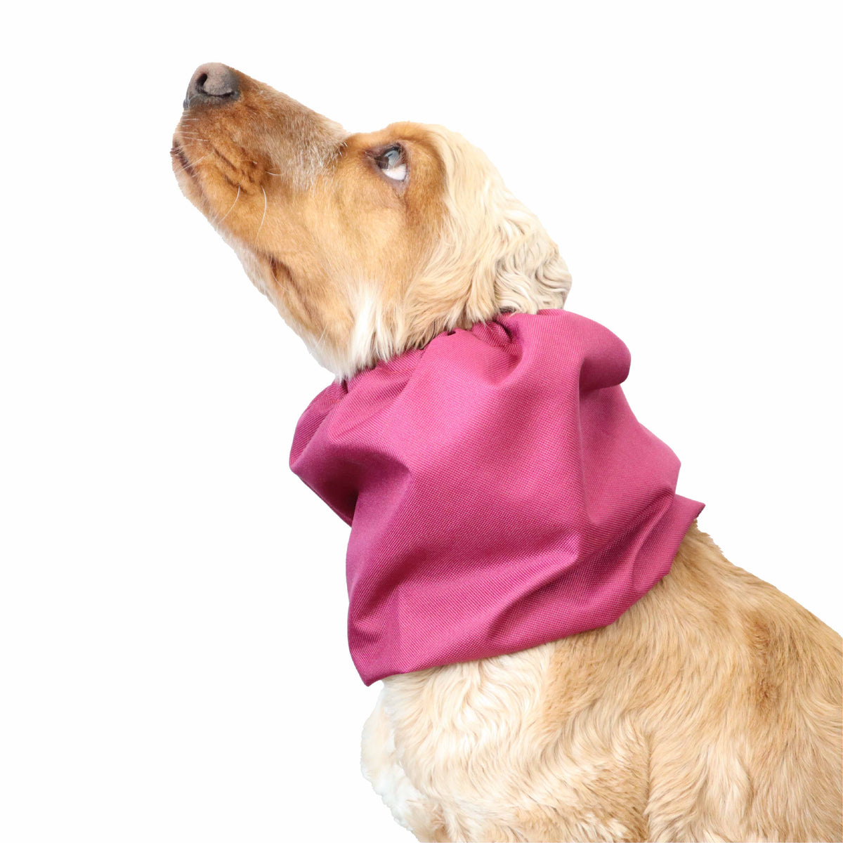 Ūdensizturīga suņu šalle (snood) | Raspberry