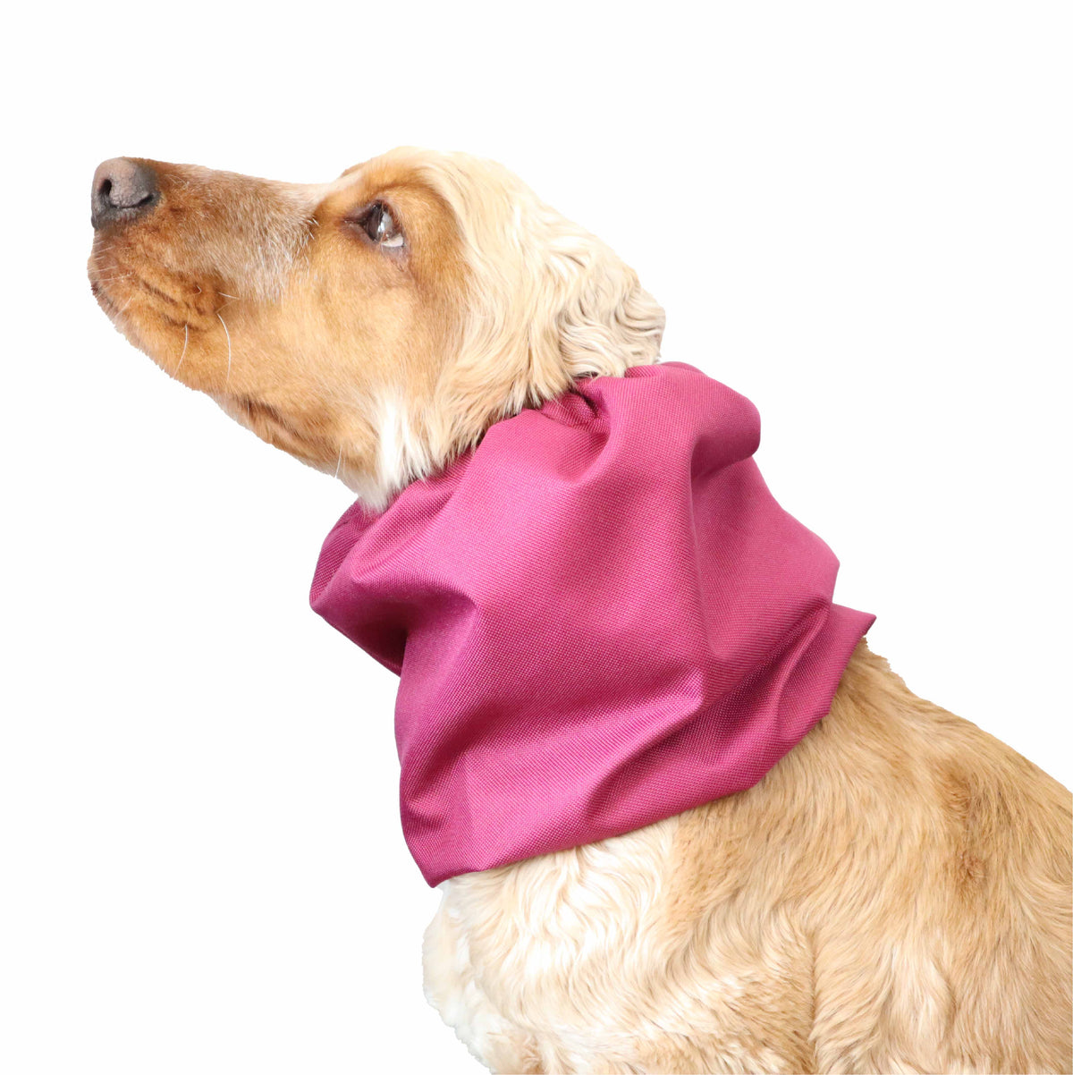 Ūdensizturīga suņu šalle (snood) | Raspberry