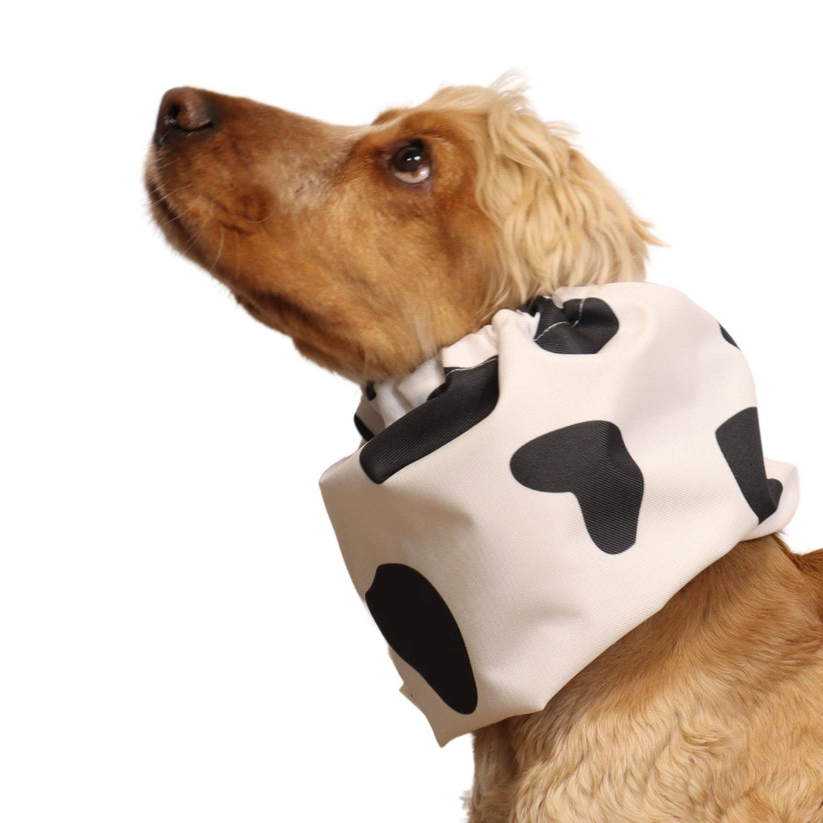 Ūdensizturīga suņu šalle (snood) | MOOOOOO