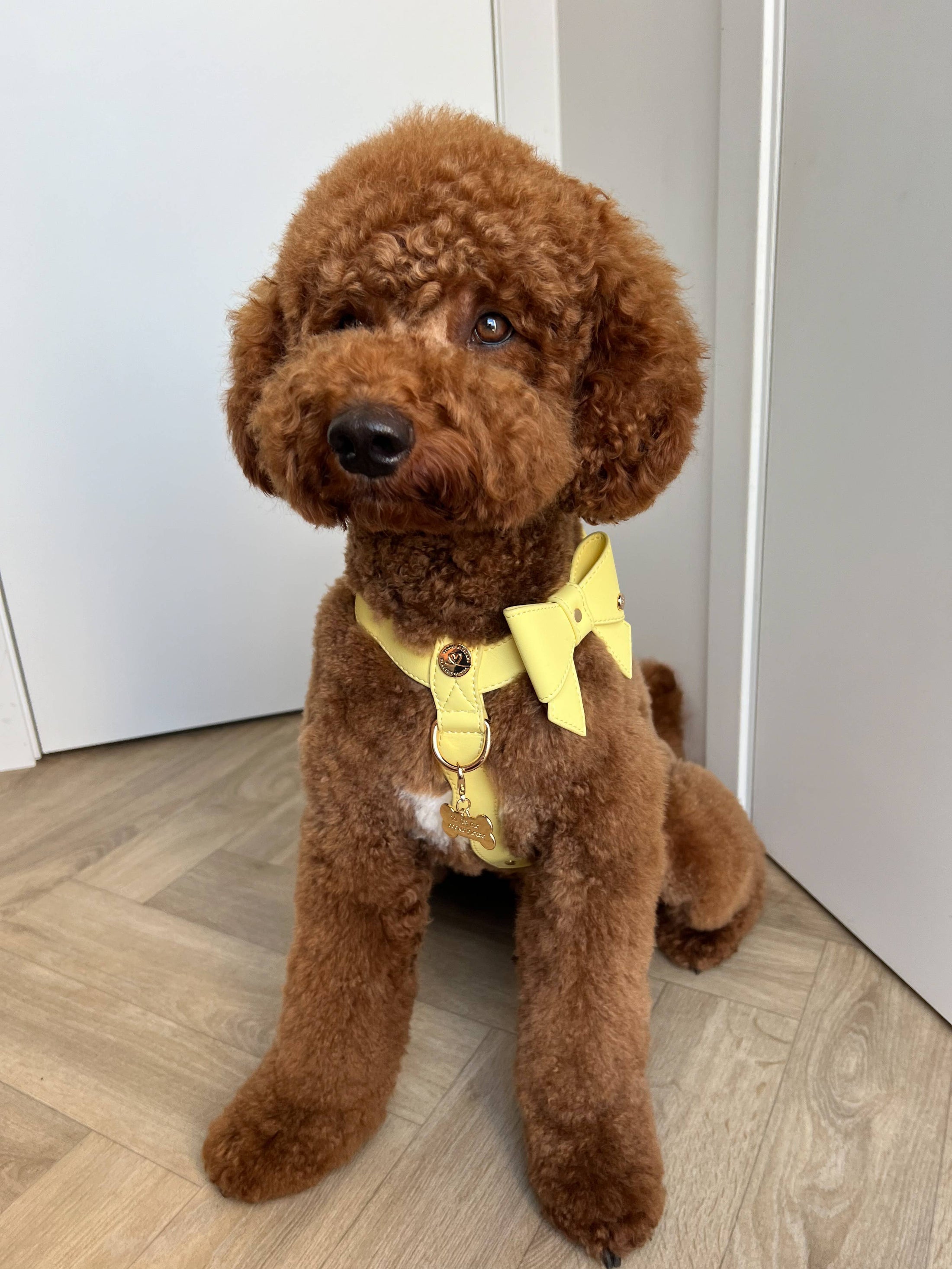 Golvend Lilo iemaukti - pasteļdzelteni