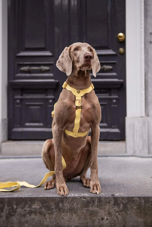 Golvend Lilo iemaukti - pasteļdzelteni