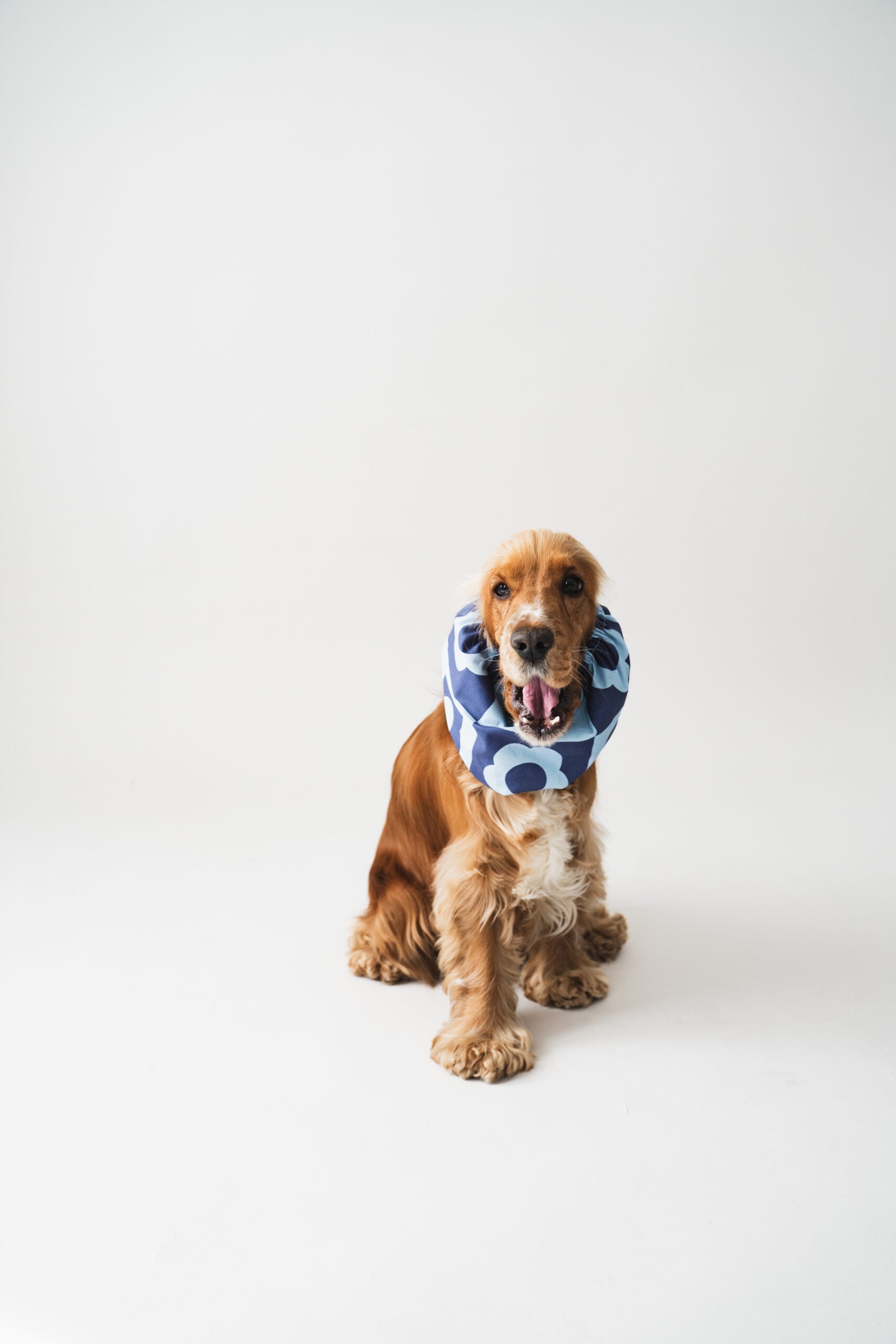 Suņu šalle ''Blue flowers''