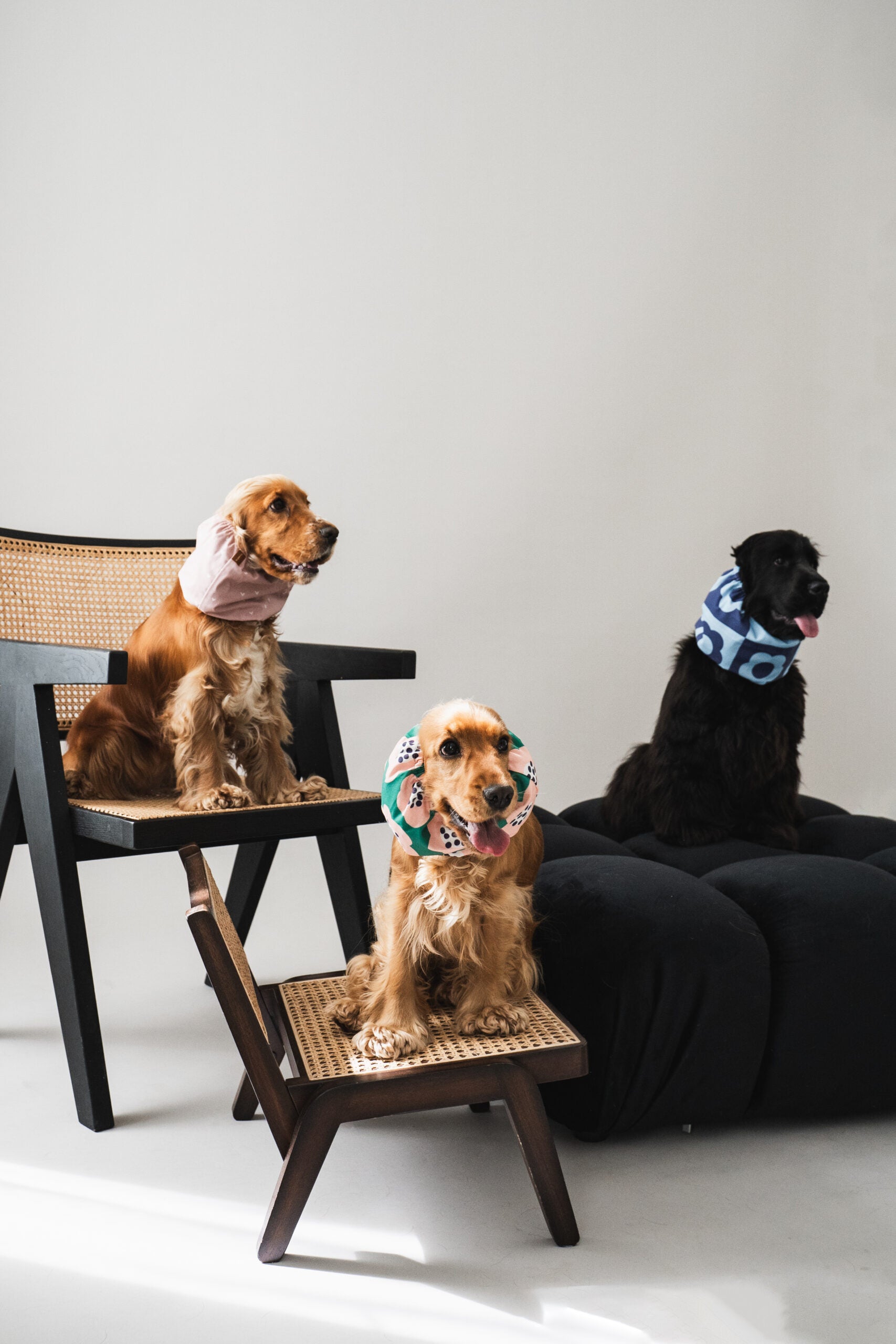 Suņu šalle ''Blue flowers''